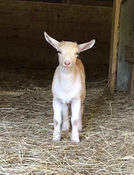 Maple (a goat)